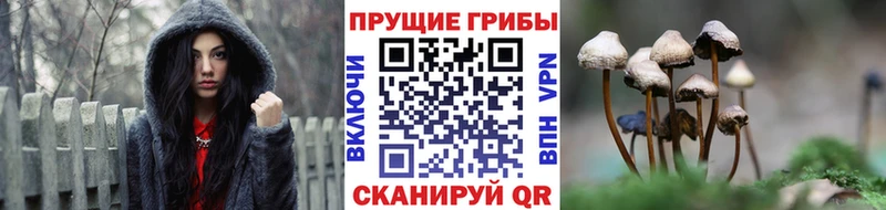 Галлюциногенные грибы MAGIC MUSHROOMS  магазин продажи наркотиков  МЕГА   Абакан 